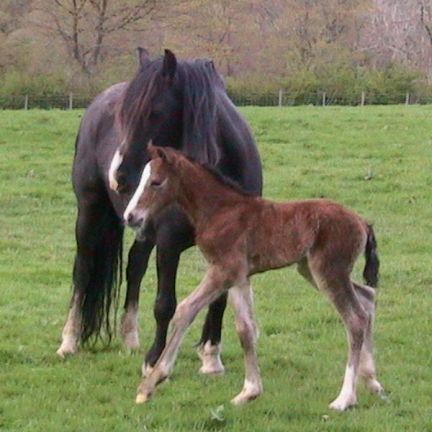 Foal and Mare